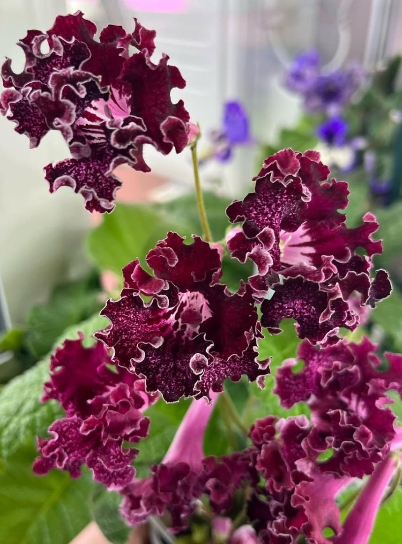 Streptocarpus " Curly Forelock " 55 Seeds
