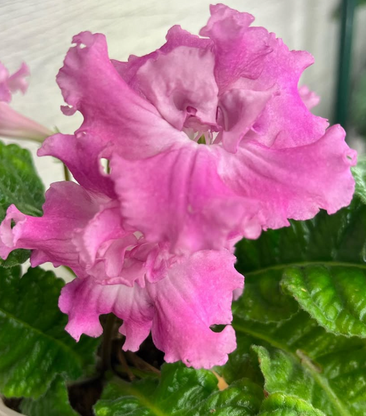 Streptocarpus " DS-2114 " 55 Seeds