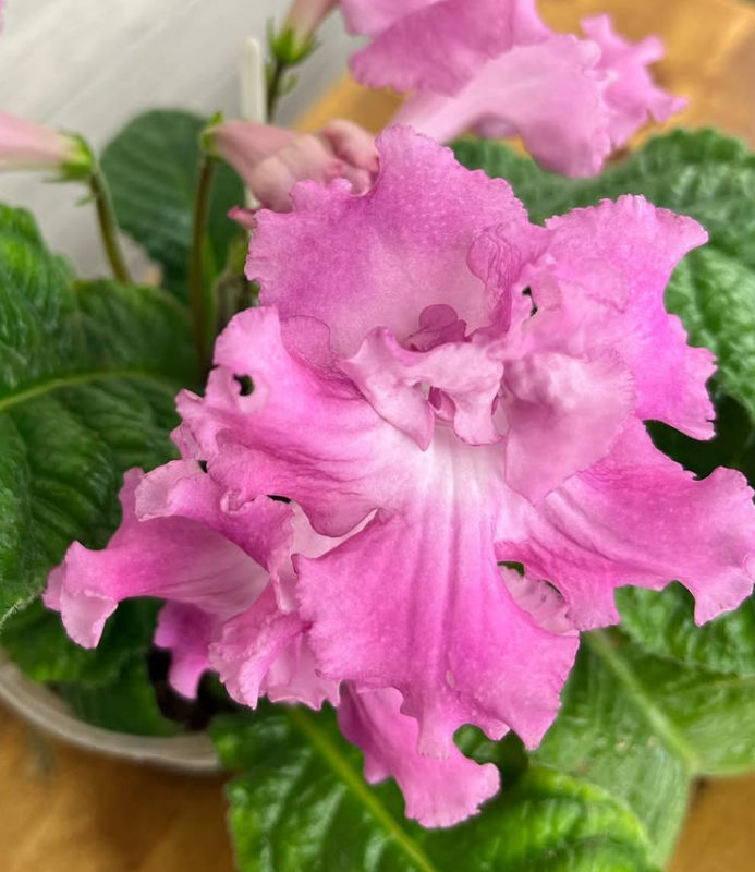 Streptocarpus " DS-2114 " 55 Seeds