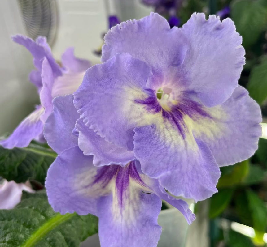 Streptocarpus " DS-7191 " 55 Seeds