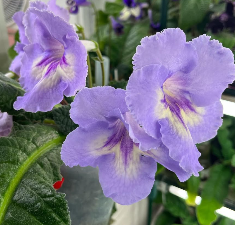 Streptocarpus " DS-7191 " 55 Seeds