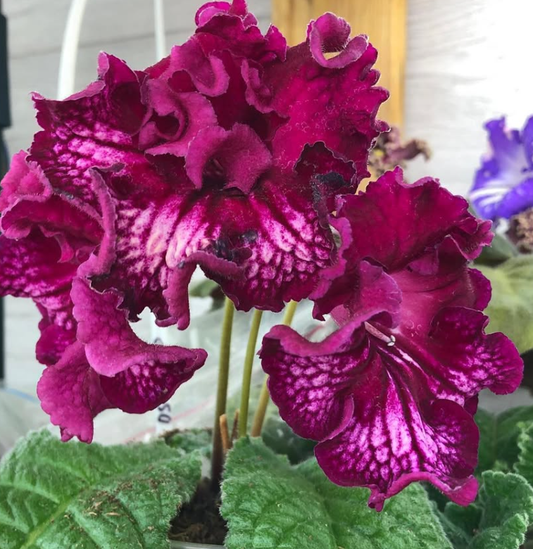 Streptocarpus " DS-1911 " 55 Seeds