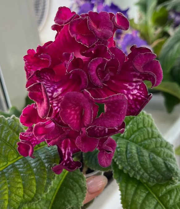 Streptocarpus " DS-1911 " 55 Seeds