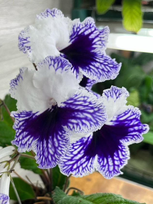 Streptocarpus " Lola " 55 Seeds