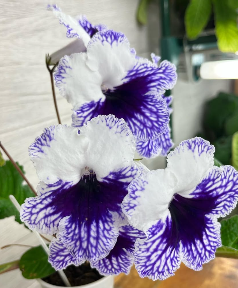 Streptocarpus " Lola " 55 Seeds