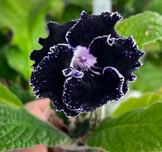 Streptocarpus " Blue Eyes " 55 Seeds