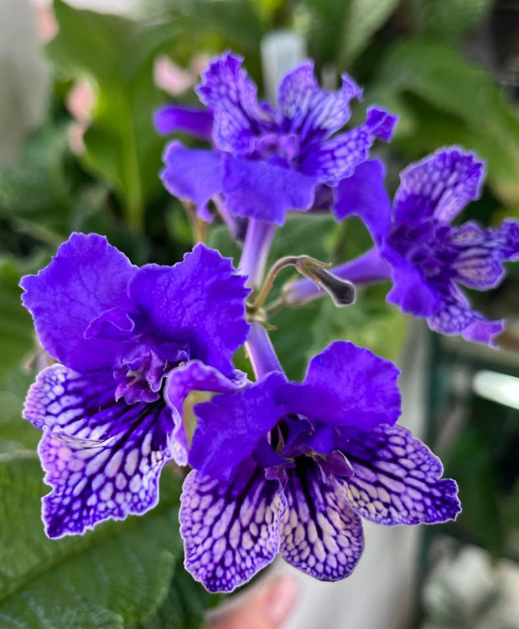 Streptocarpus " Blue Frills " 55 Seeds