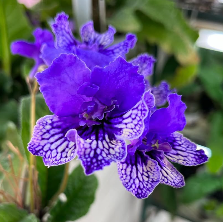 Streptocarpus " Blue Frills " 55 Seeds