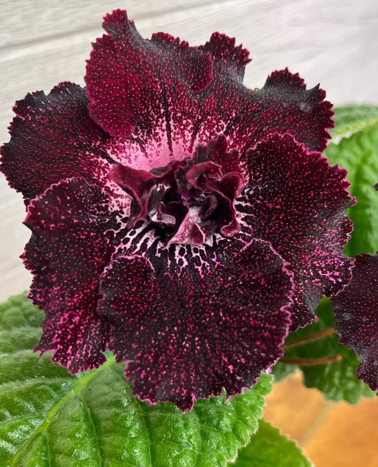 Streptocarpus " Fabulous " 55 Seeds