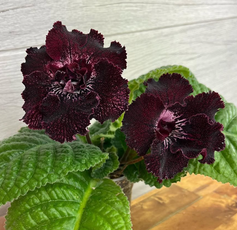Streptocarpus " Fabulous " 55 Seeds