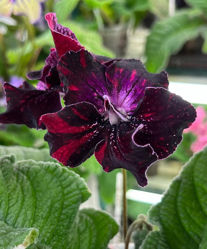 Streptocarpus " Almandine " 55 Seeds