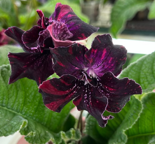Streptocarpus " Almandine " 55 Seeds