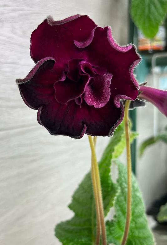 Streptocarpus " Queen " 55 Seeds