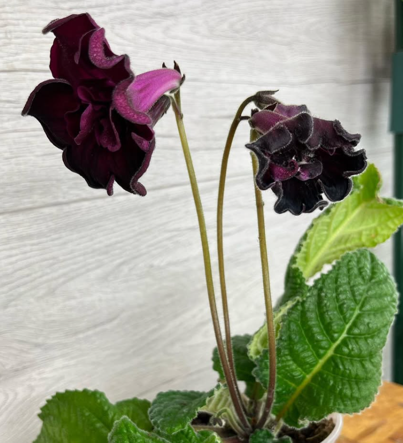 Streptocarpus " Queen " 55 Seeds