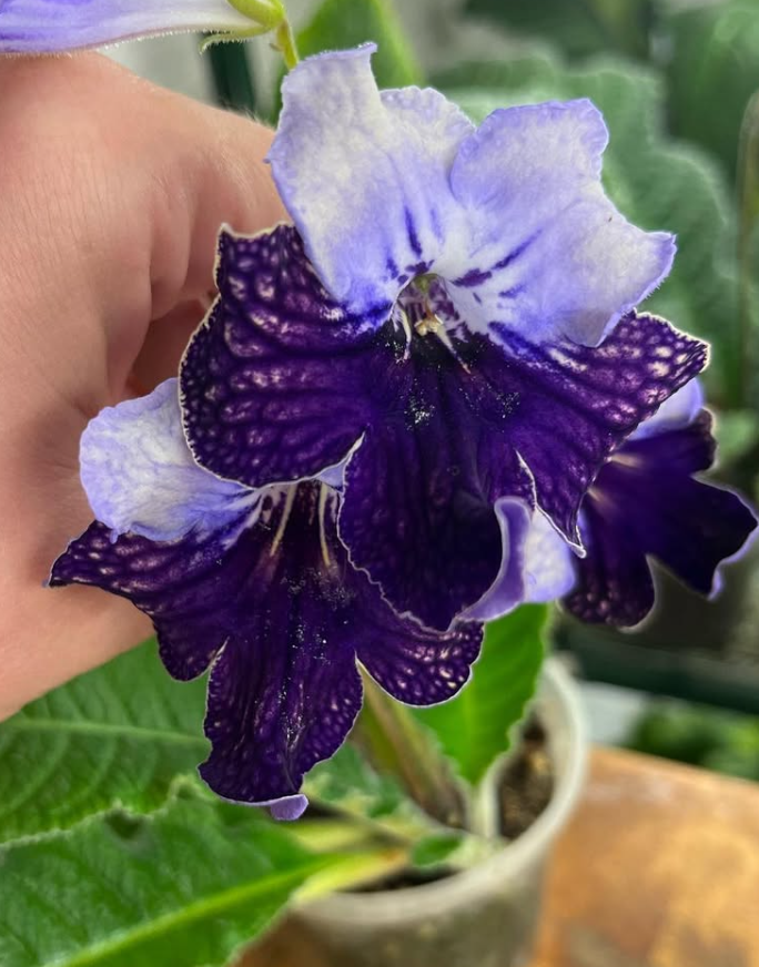 Streptocarpus " Harlequin Lace " 55 Seeds