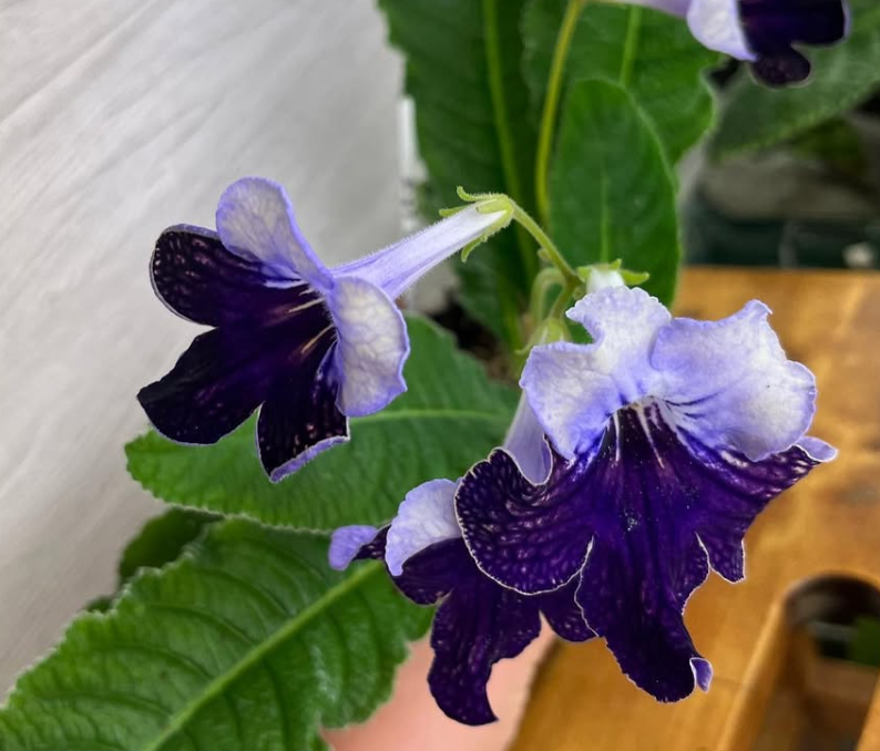Streptocarpus " Harlequin Lace " 55 Seeds