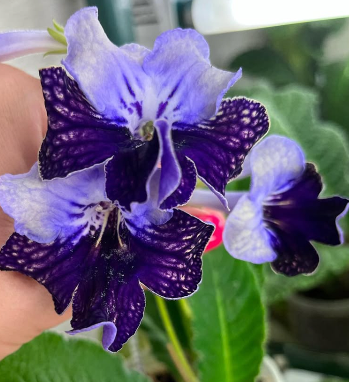 Streptocarpus " Harlequin Lace " 55 Seeds