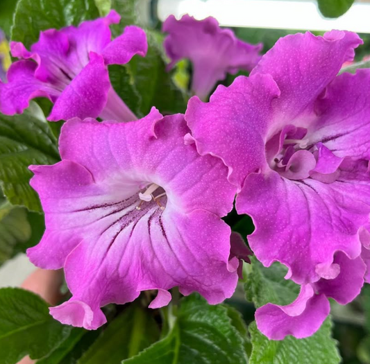 Streptocarpus " Roccobarocco " 55 Seeds