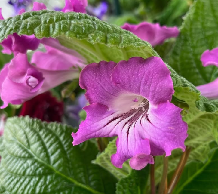 Streptocarpus " Roccobarocco " 55 Seeds