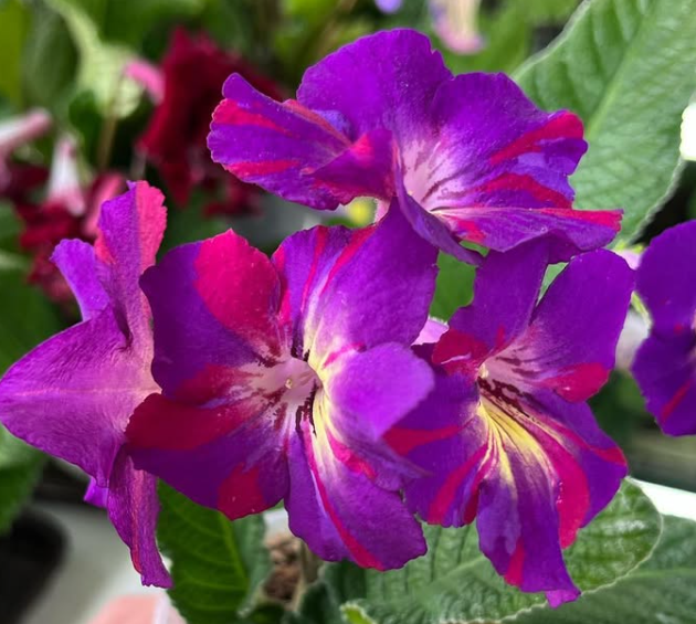 Streptocarpus " Spin Art " 55 Seeds