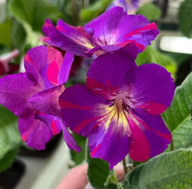 Streptocarpus " Spin Art " 55 Seeds