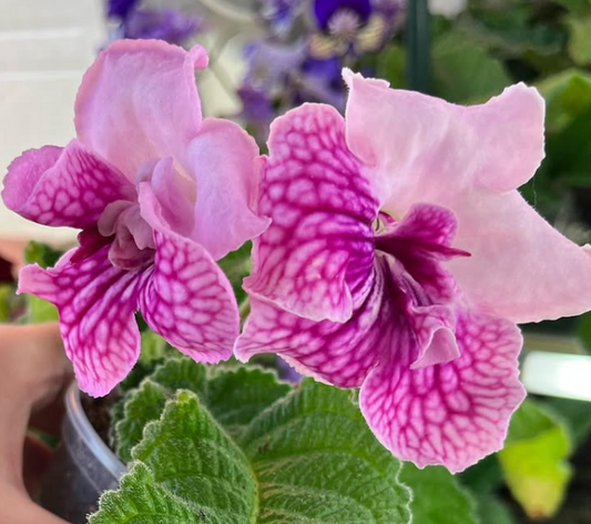 Streptocarpus " Temptation " 55 Seeds