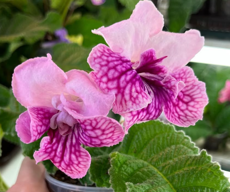 Streptocarpus " Temptation " 55 Seeds