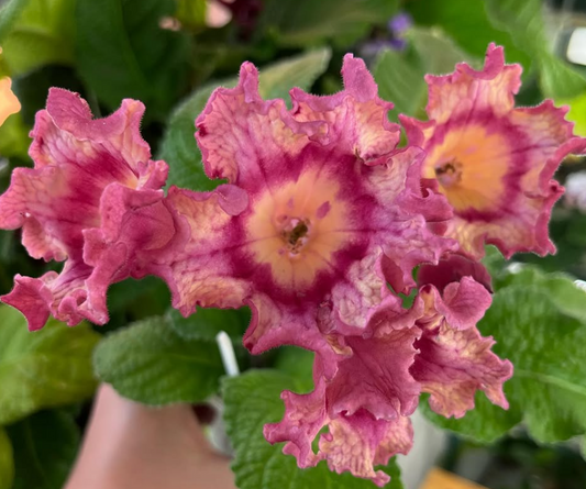 Streptocarpus " Ginger " 55 Seeds