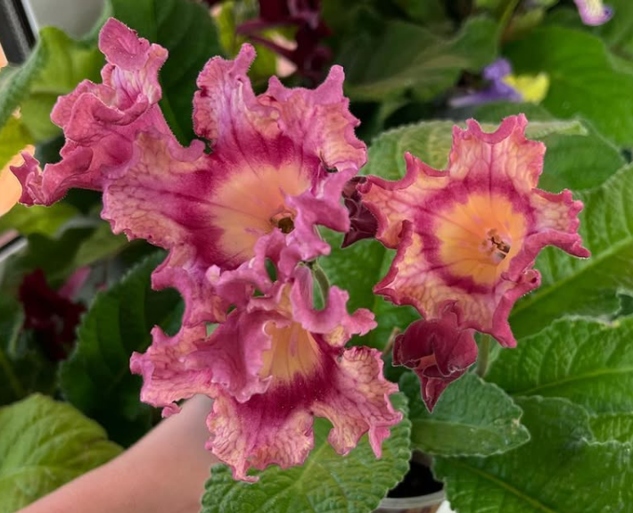 Streptocarpus " Ginger " 55 Seeds