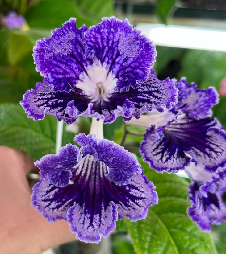 Streptocarpus " Frost " 55 Seeds
