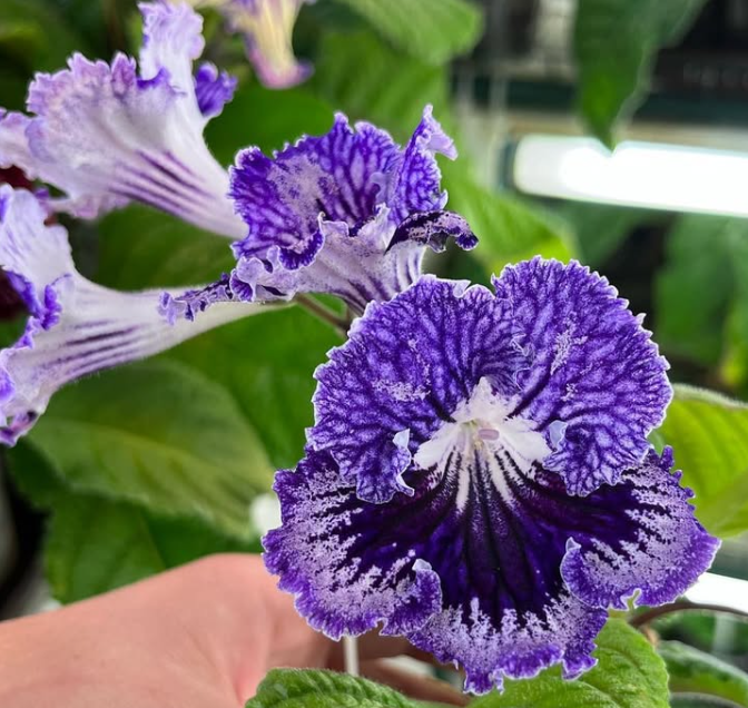 Streptocarpus " Frost " 55 Seeds