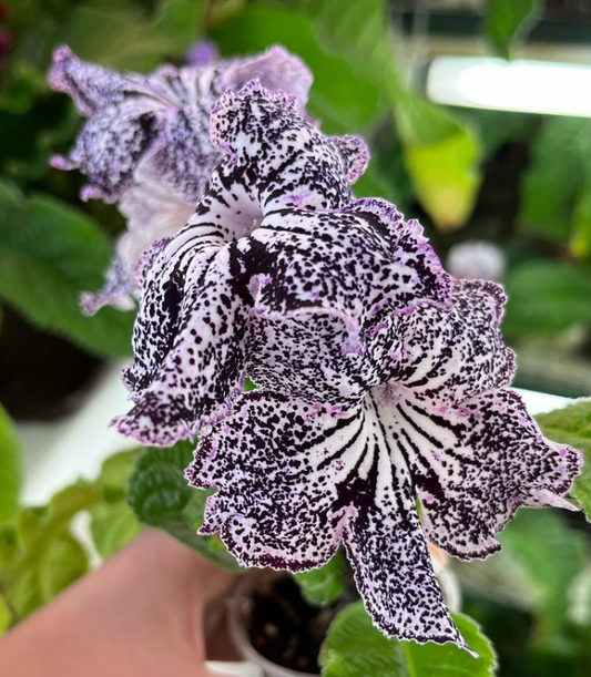Streptocarpus " Snow leopard " 55 Seeds