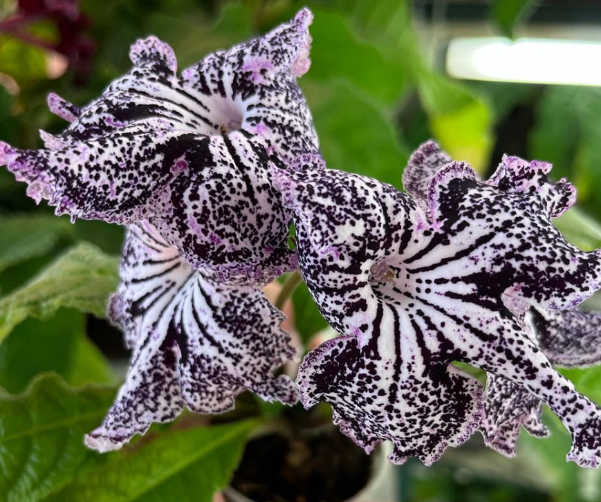 Streptocarpus " Snow leopard " 55 Seeds