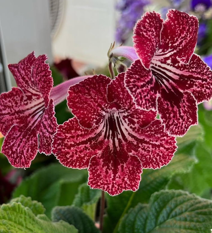 Streptocarpus " Strawberry " 55 Seeds