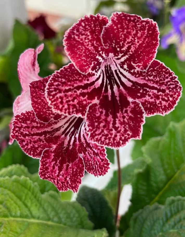Streptocarpus " Strawberry " 55 Seeds