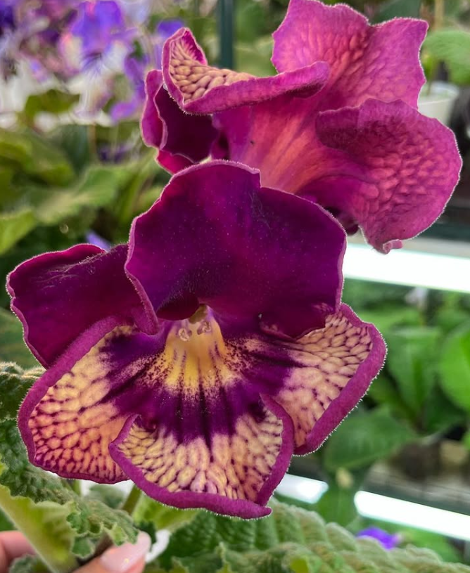 Streptocarpus " DS-2125 " 55 Seeds