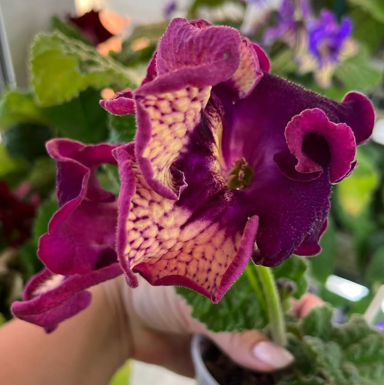 Streptocarpus " DS-2125 " 55 Seeds