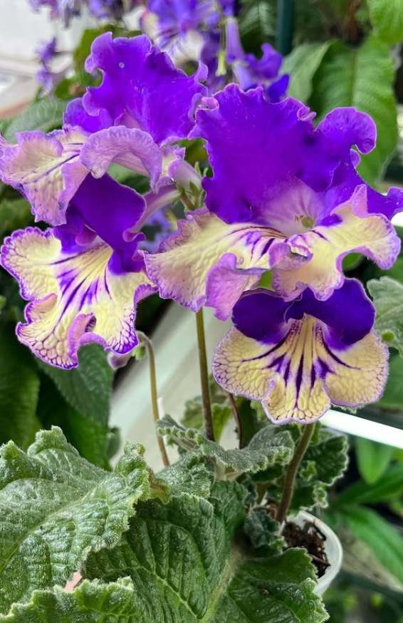 Streptocarpus " D'Artagnan " 55 Seeds