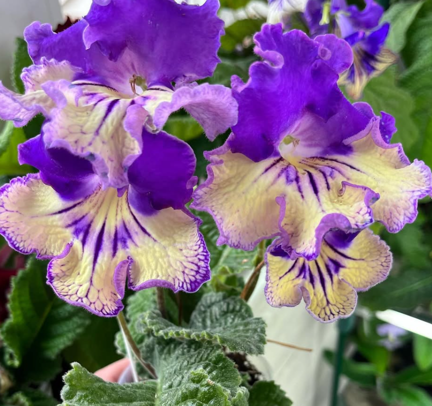 Streptocarpus " D'Artagnan " 55 Seeds