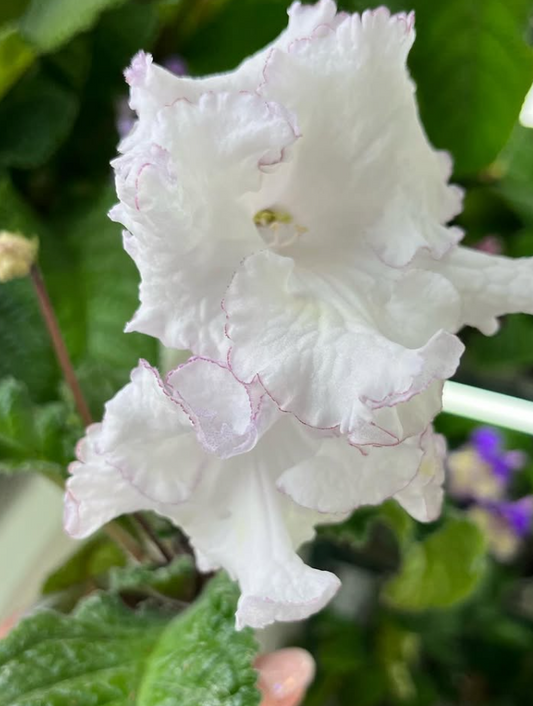 Streptocarpus " Clouds " 55 Seeds