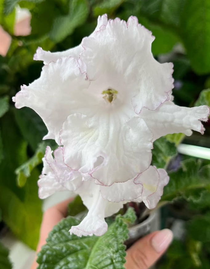 Streptocarpus " Clouds " 55 Seeds