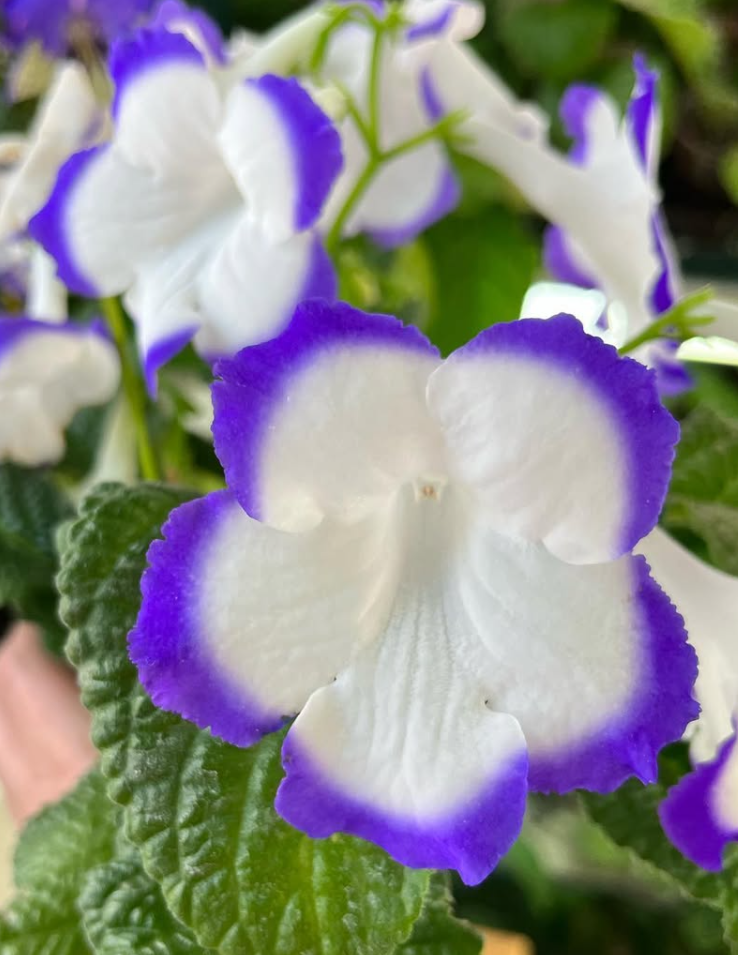 Streptocarpus " Blue Heart " 55 Seeds