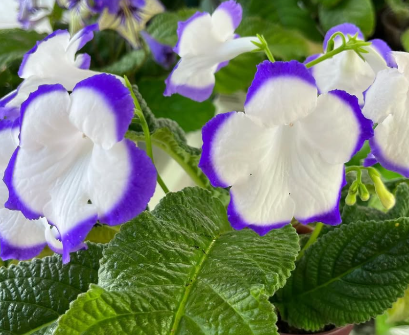 Streptocarpus " Blue Heart " 55 Seeds