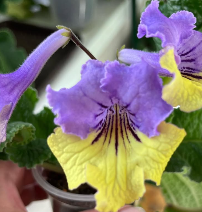 Streptocarpus " Canary Bird " 55 Seeds