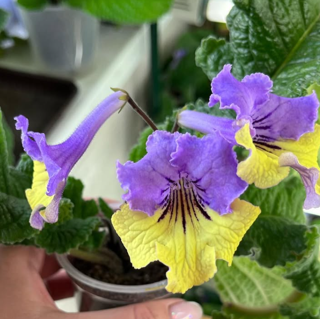 Streptocarpus " Canary Bird " 55 Seeds