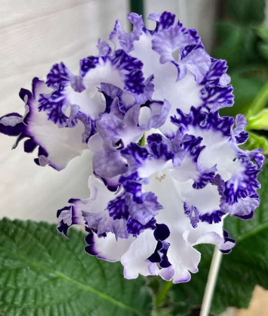 Streptocarpus " DS-2419 " 55 Seeds