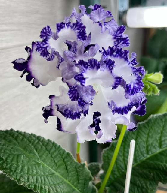 Streptocarpus " DS-2419 " 55 Seeds