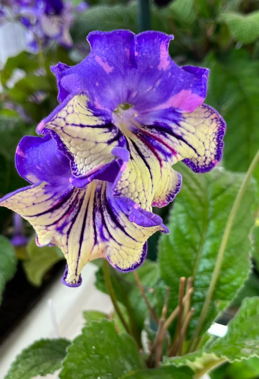 Streptocarpus " Swallowtail " 55 Seeds