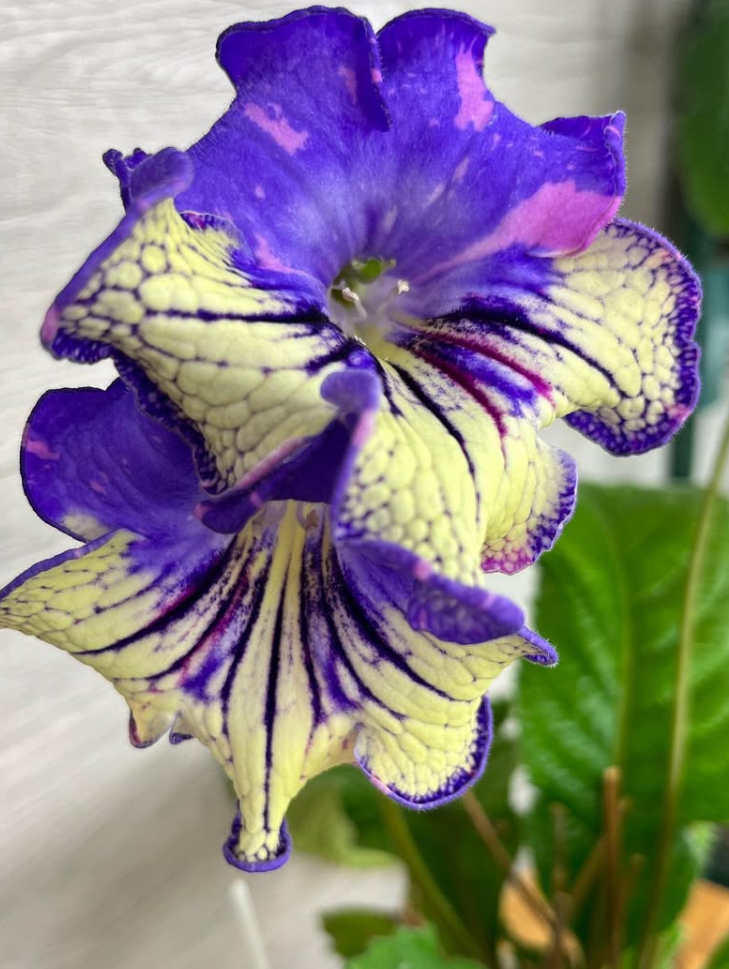 Streptocarpus " Swallowtail " 55 Seeds