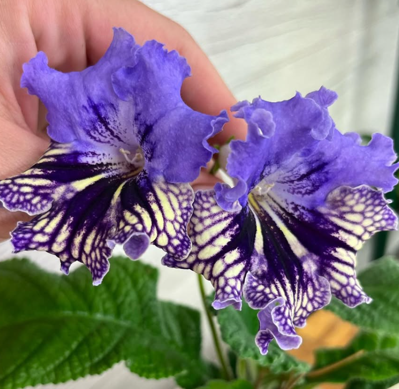 Streptocarpus " Kahinta " 55 Seeds